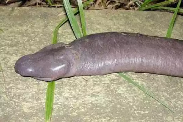 Ladies, See These Slippery Brazilian snake-Like Creature That Looks Like P*nis